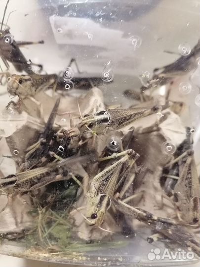 Сверчки, тараканы для насекомоядных