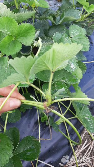 Рассада клубники усы Азия