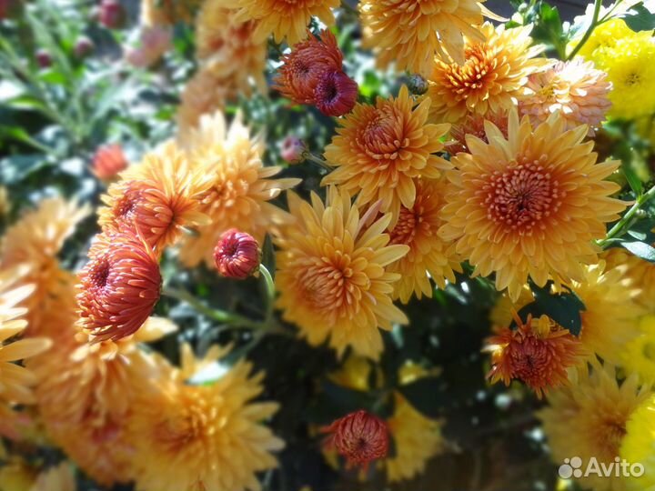 Хризантемы для сада разные