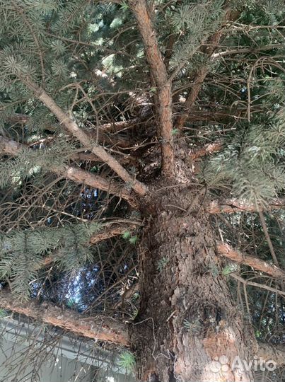 Ель голубая