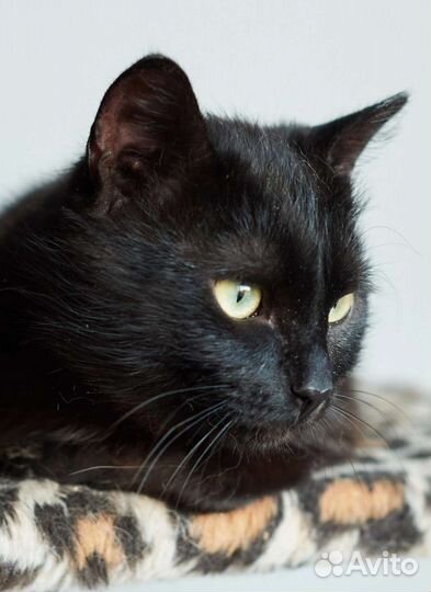 Васенька - лучший котик на свете