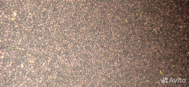 Семена тимофеевка, эспарцет