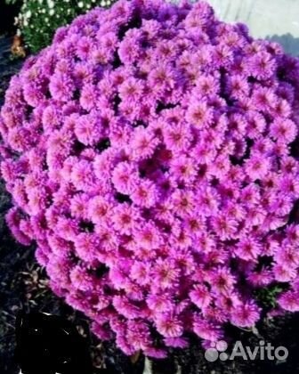 Мультифлора хризантема