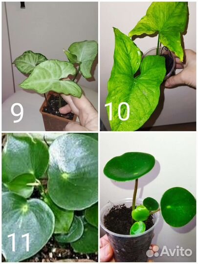 Комнатные растения 2