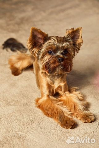 Йоркширский терьер