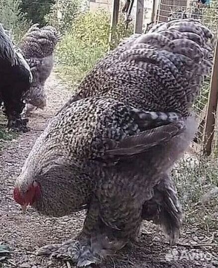 Семьи брама, михилейкая кукушка