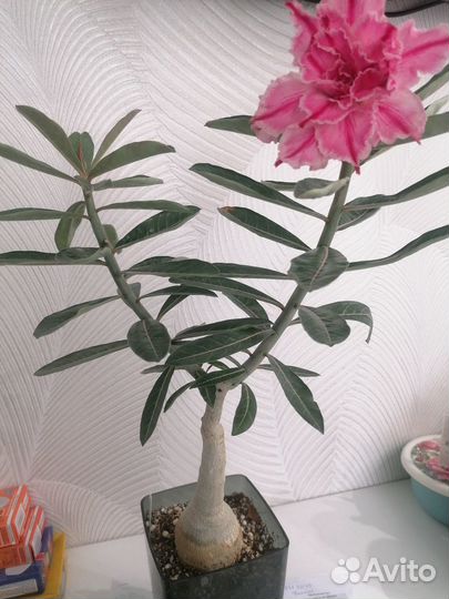 Адениум прививка