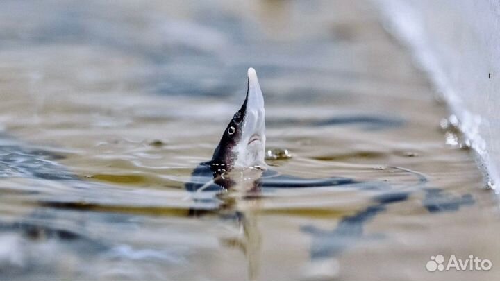 Экскурсия для гурманов «Рыбная fish-ка Татарстана»