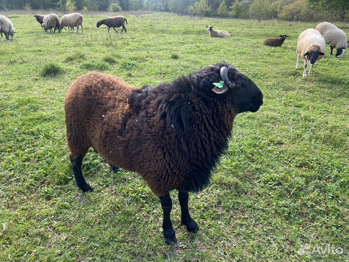 Баран Яша на племя