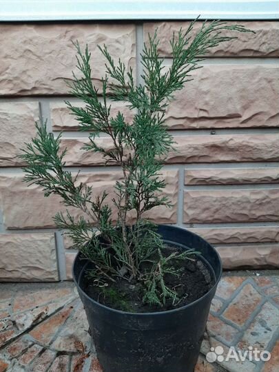 Хвойные растения и саженцы спирея грефштейн