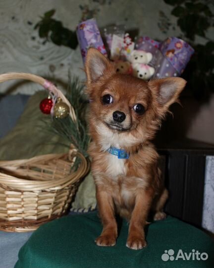 Маль -Чишки)