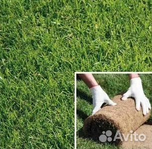 Укладка Рулонного газона