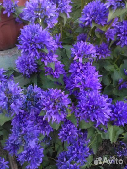 Многолетние растения