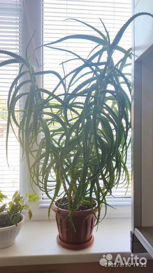 Алоэ лечебный