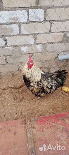 Петух