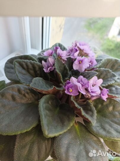 Фиалка, хойи, пепероми, сингониум