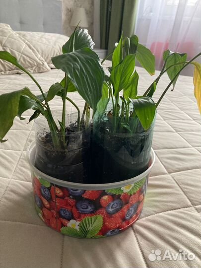 Спатифиллум