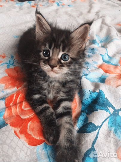 Котята мейн-кун