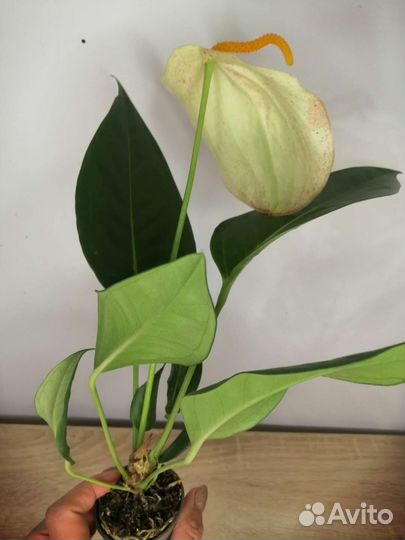 Антуриум шерцера