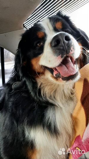 Бернский зенненхунд вязка