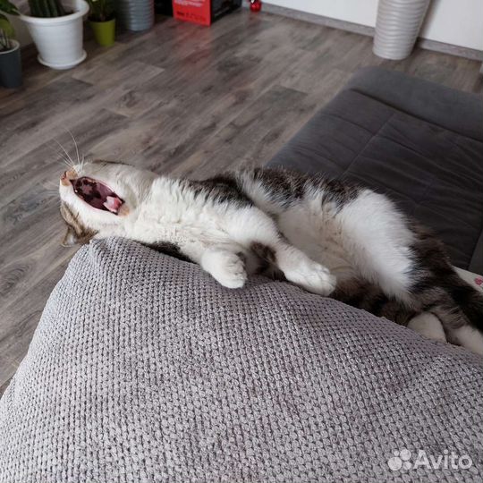 Кот в дар