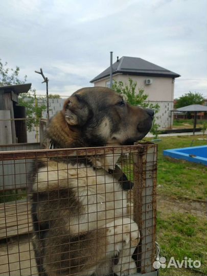 Мальчик ищет даму сердца