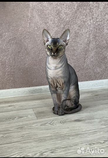 Канадский сфинкс котята