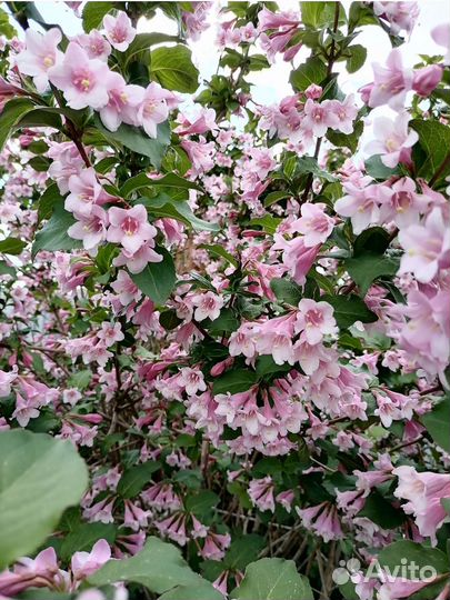 Многолетние кустарники и цветы