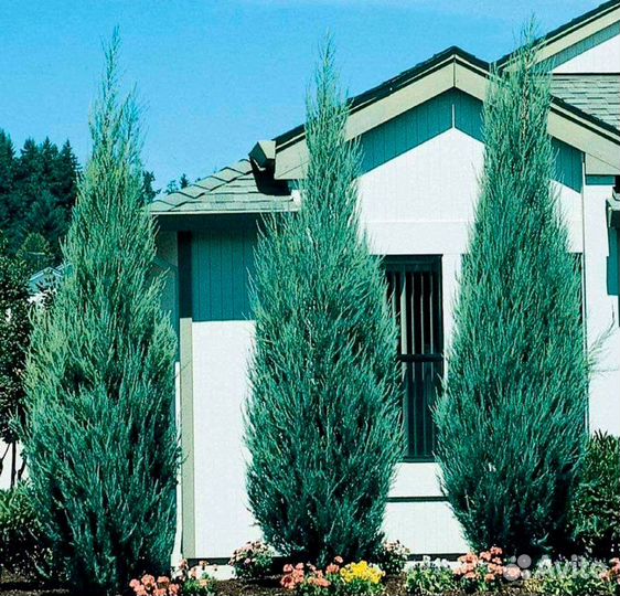 Можжевельники, ели сортовые. Вышлю почтой