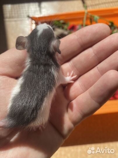 Крысята дамбо малыши