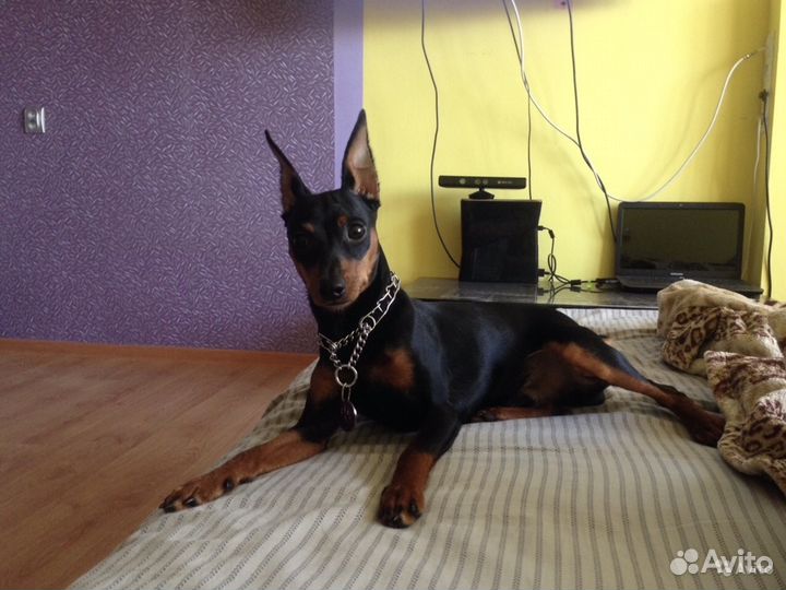 Вязка,цвергпинчер,пинчер