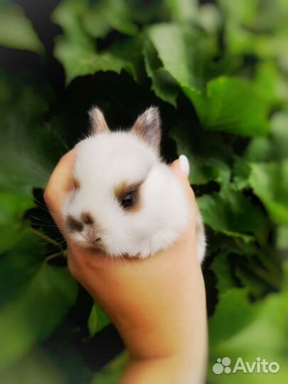 Декоративные крольчата