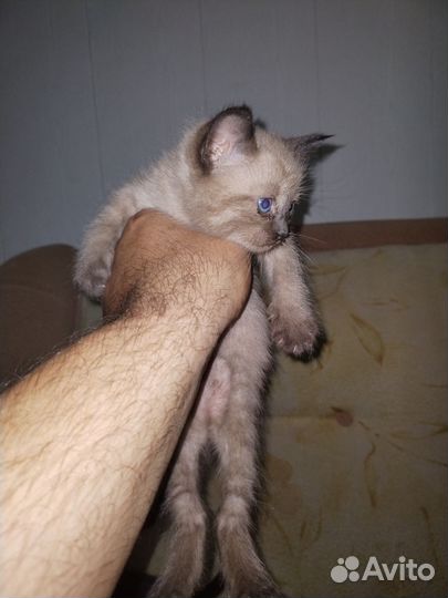 Котята в дар бесплатно