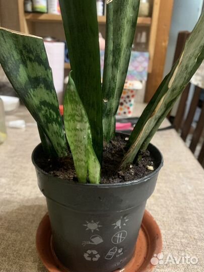 Сансевиерия мини, комнатные цветы