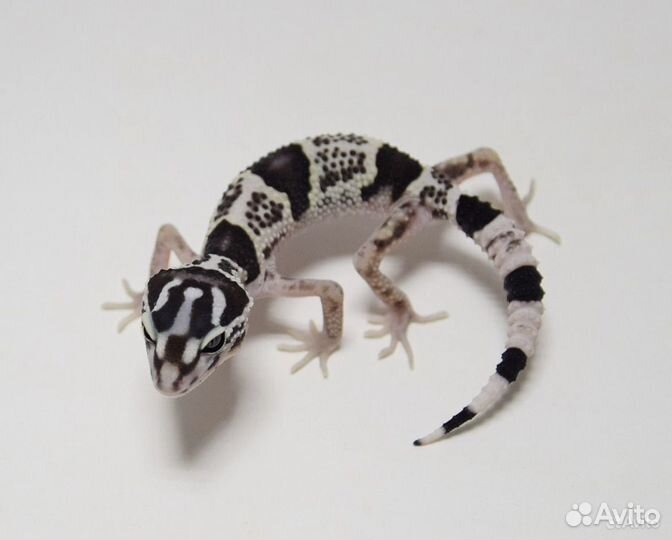 Эублефары Иранцы/Radar/Ta/BN/Total