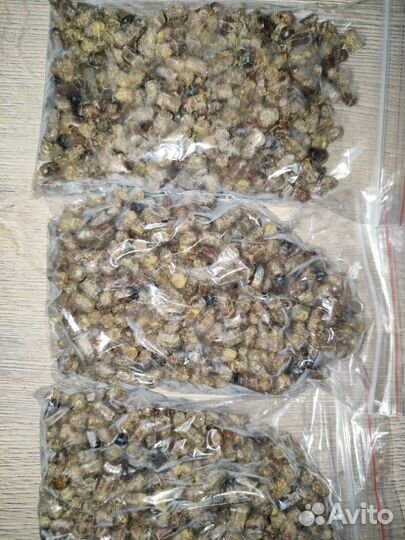 Перга пчелиная, забрус