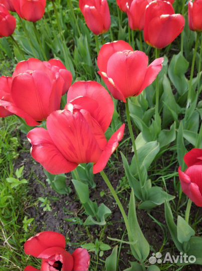 Луковицы тюльпанов