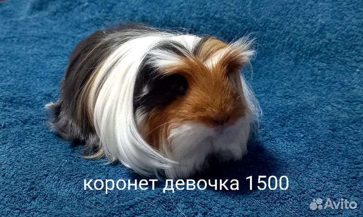 Морская свинка