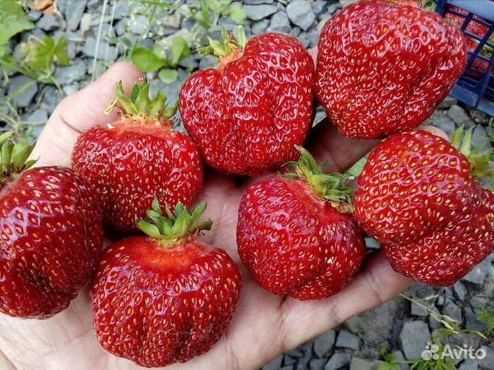 Рассада клубники