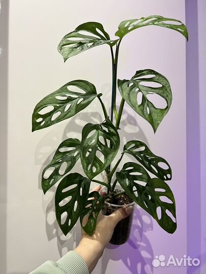 Монстера адансони