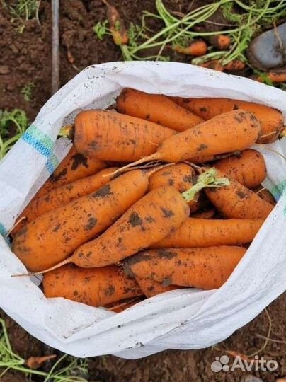 Картошка продажа