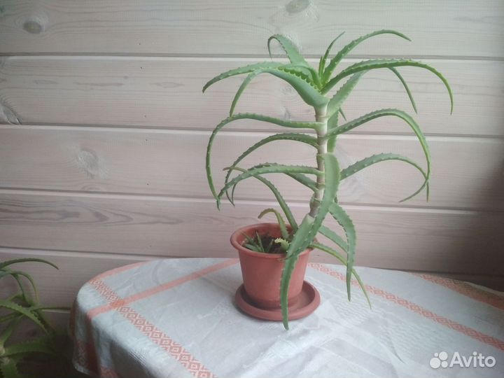 Алоэ столетник в горшке