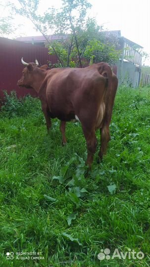 Корова дойная