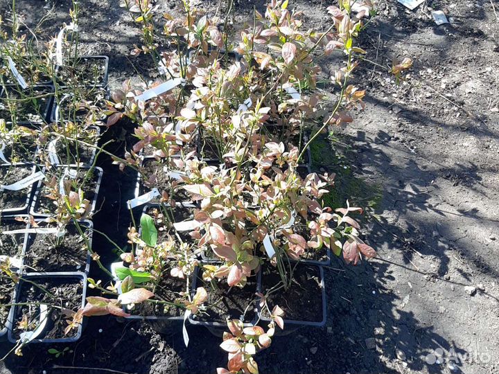 Голубика саженцы