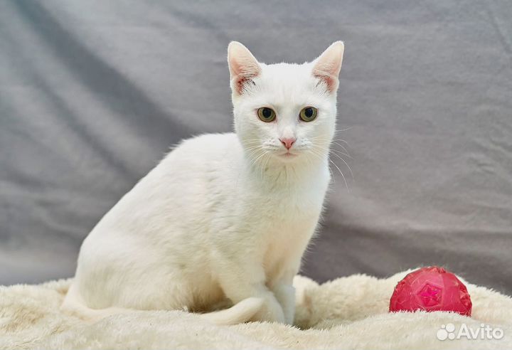 Русская белая в добрые руки