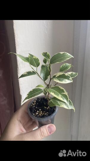 Фикус бенджамина кинки