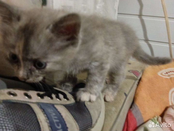 Котенок кошечка