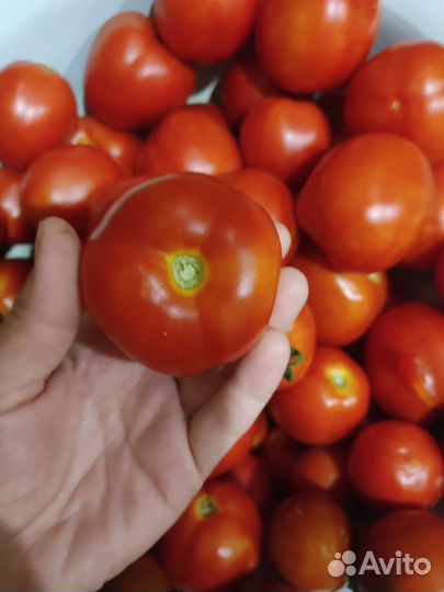 Помидоры сливки дачные