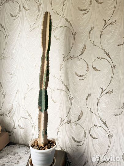 Огромный кактус