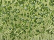 журналы н. устав святого бенедикта. николай иванович новиков журнал живописец. журнал для оценок. и новикова трутень.